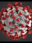 Illustration of a coronavirus with spikes around outer surface of round ball