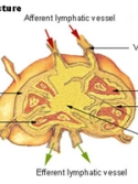  Illustration of a lymph node, part of the human immune system.