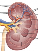 illustration of a human kidney