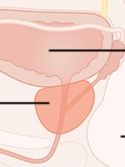 medical diagram of the prostate gland below the bladder and next to the rectum