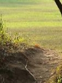 path emerging from a dark wood to a bright green field