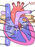 illustration of the heart