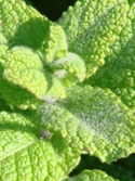 peppermint leaves