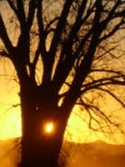 golden sunrise behind tree