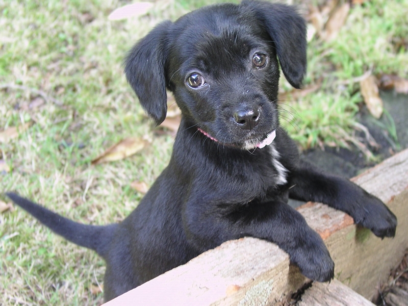 black puppy with front legs up on edge of step 