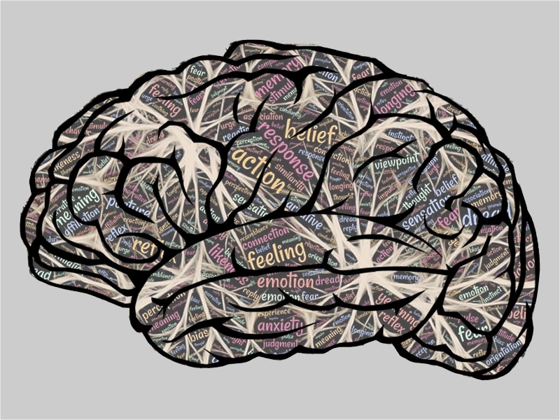 Outline of brain with illustration of neurons and words inside including beliefs, actions, feelings, etc.