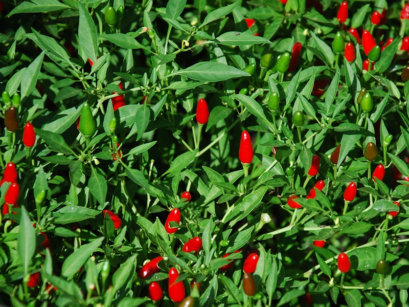 Small red Capsicum annuum peppers on leafy green plant
