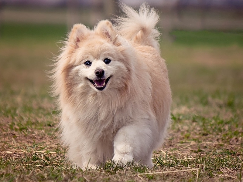 White and tan pomeranian dog