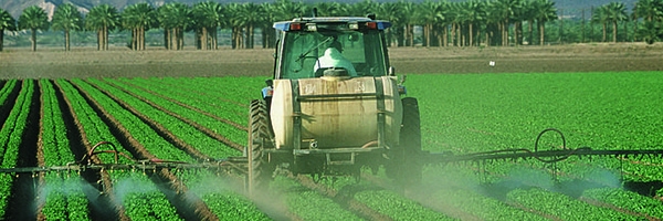Tractor in field sprays pesticide on leaf lettuce 