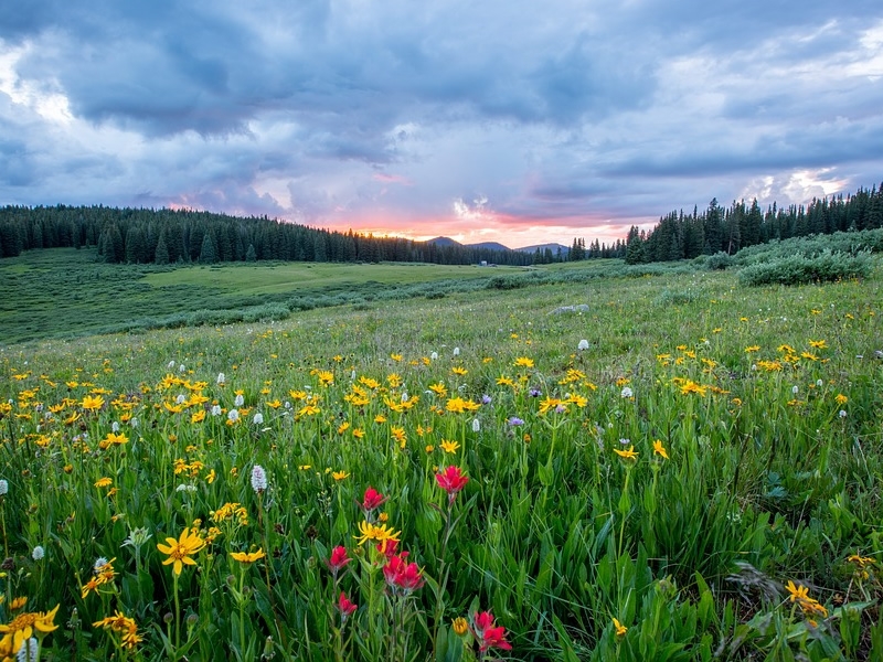 grassland meadow, red and yellow flowers and green grasses, trees in distance, with sun peeking through a cloudy sky