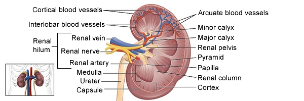 illustration of a human kidney