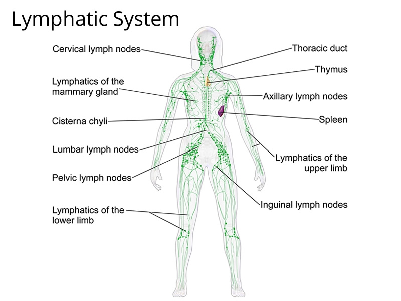 Illustration of Lymphatic System showing location of Lymph Nodes