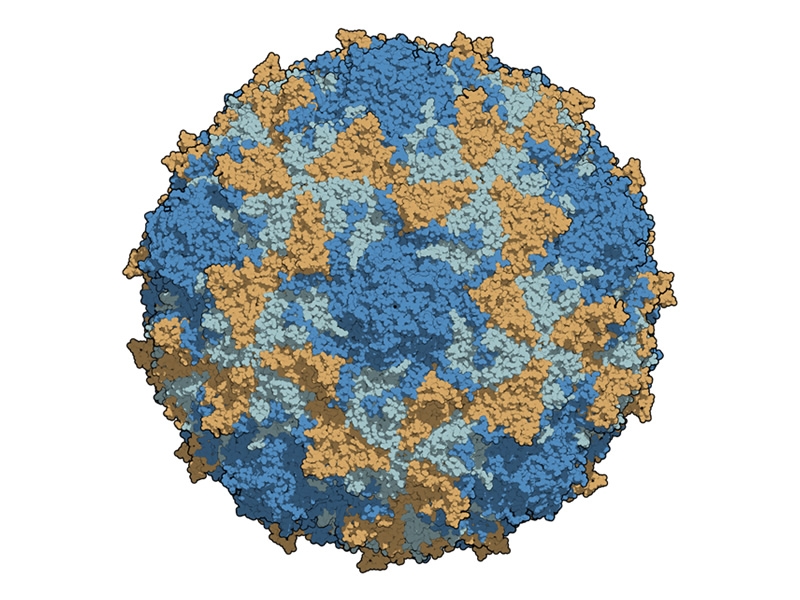 Type 3 poliovirus capsid, colored per chains.