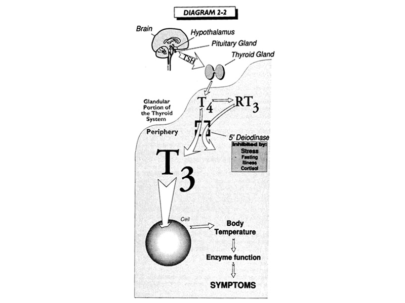 illustration of functon of thyroid system