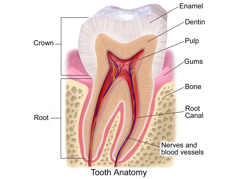 Illustration of a human tooth with labels showing crown, root, enamel, dentin, pulp, gums, bone, root canal, and nerves and blood vessels