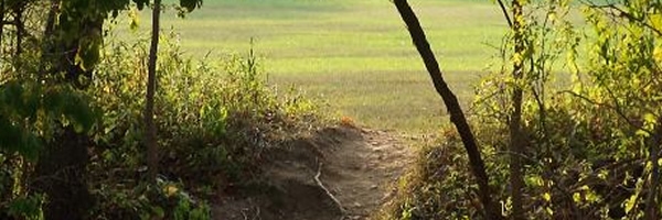 path emerging from a dark wood to a bright green field