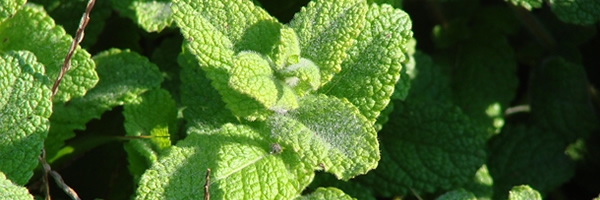 peppermint leaves