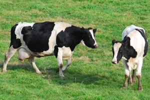 Two black and white cows in a green field