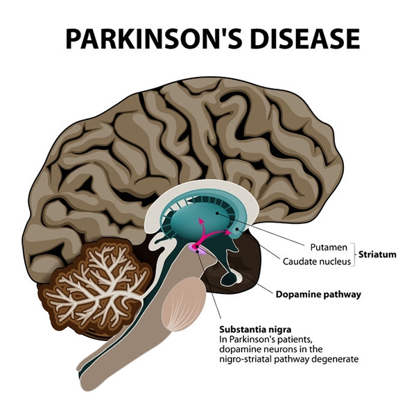 illustration of brain