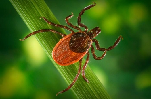 blacklegged tick on green leaf