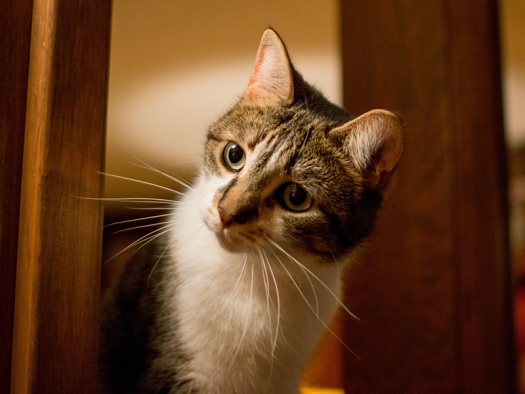 cat peeking around corner