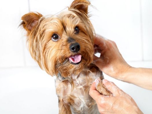 hands washing a small yorkshire dog