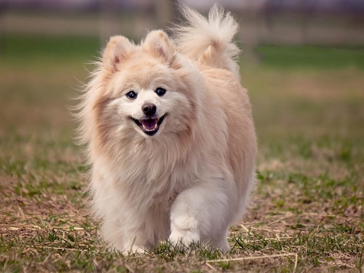 White and tan pomeranian dog