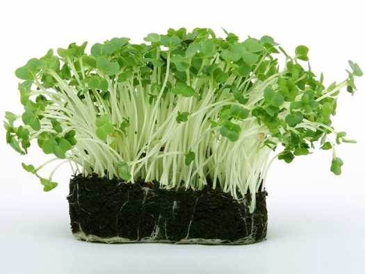 Green garden cress, rich soil, and roots