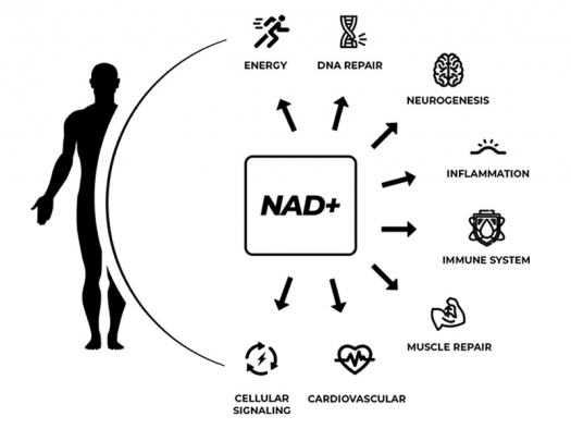 Illustration with human figure and text illustrating uses of NAD for energy, brain, immune system, cardiovascular health