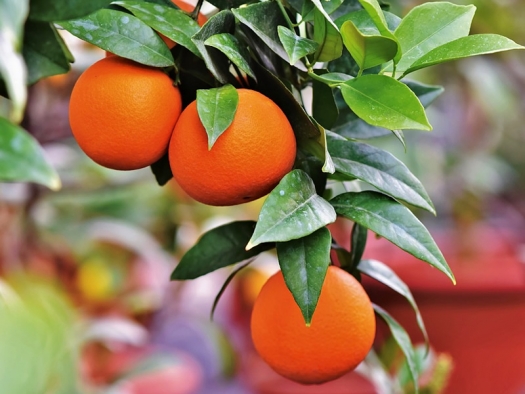 three oranges hanging on a tree branch with green leaves