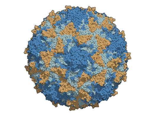 Type 3 poliovirus capsid, colored per chains. 