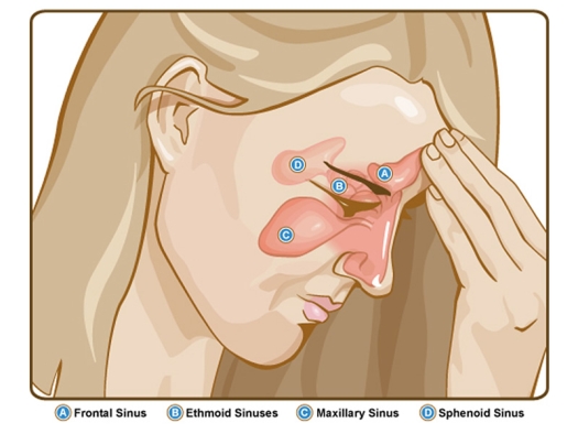 Illustration of the sinuses