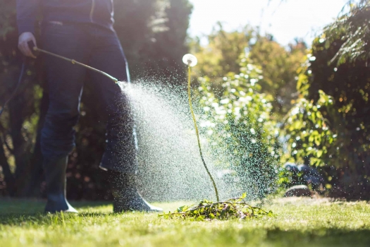 person spraying pesticide on a dandelion