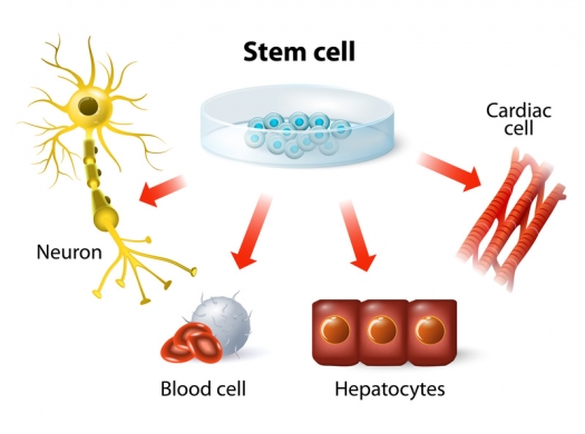 Illustration shows stem cells can become neurons, blood cells, and other cells