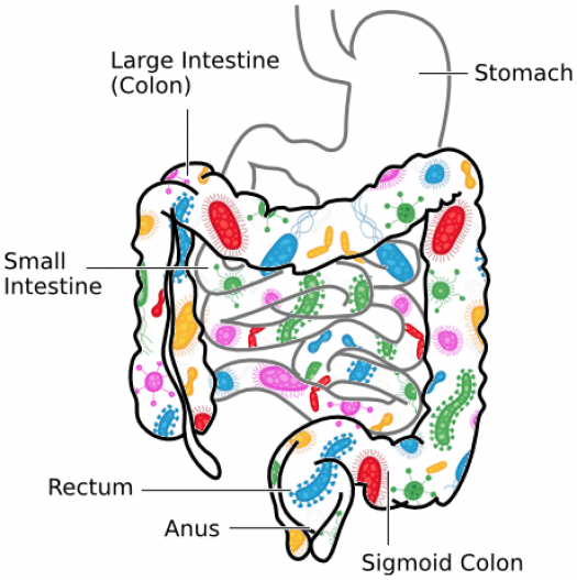 illustration of colon and intestines with healthy bacteria
