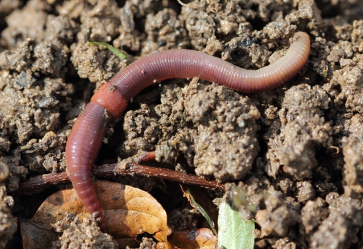 earth worm