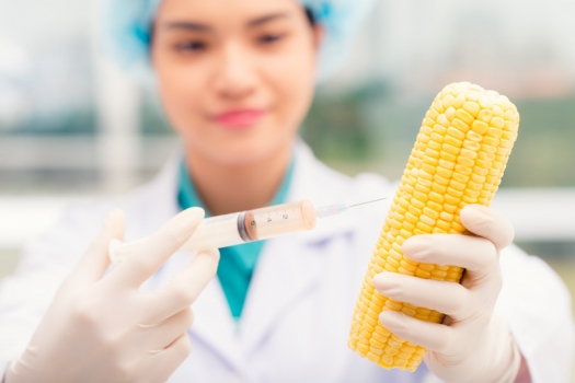 scientist injecting GMO into corn