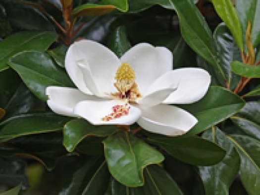 Magnolia grandiflora: flower with white petals with yellow center and shiny green leaves.