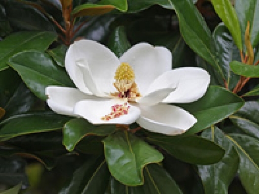 Magnolia grandiflora