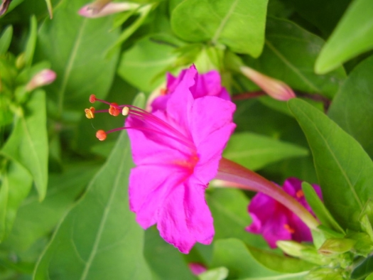 Mirabilis jalapa bright pink flower and green leaves