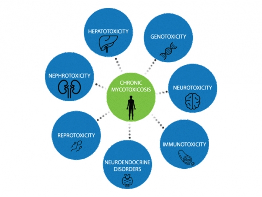 Chronic mycotoxicosis is connected to hepatotoxicity, genotoxicity, neurotoxicity, immunotoxicity, neuroendocrine disorders, reprotoxicity, and nephrotoxicity