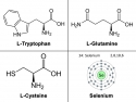 symbols for L-Tryptophan, L-Glutamine, L-Cysteine, Selenium