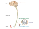 illustration of brain, spinal cord, muscle and upper and lower motor neurons