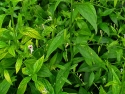 Andrographis paniculata: Plants with slender green leaves