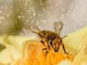 bee on yellow flower collecting pollen