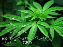 cannabis plant with chemical formula superimposed on image