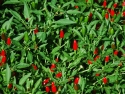 Small red Capsicum annuum peppers on leafy green plant