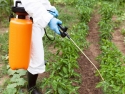 Person in protective clothing spraying toxic pesticides in the vegetable garden 