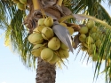 coconuts in tree