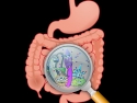 illustration of the stomach and intestines with gut flora highlighted